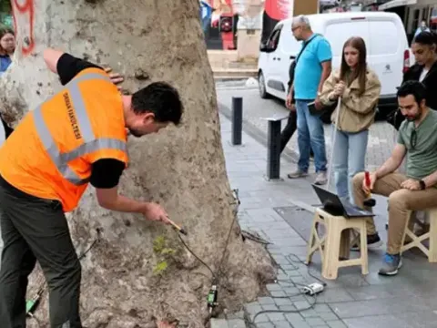 Yüzyıllık anıt ağaçlara "akustik tomografi" ayarı: Çürümeler tek tek tespit edilecek - fotoğraf 3