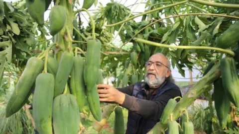 Yılın 12 ayı hasat ediliyor: Sarısı meyve, yeşili sebze diye 400 liradan satılıyor