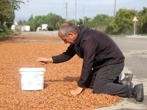 Fındıkta "yağmur" zararı! Üreticiler mahsulü kurutmaya çalışıyor - fotoğraf 3