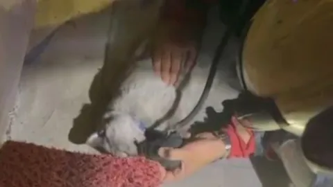 Yürek ısıtan görüntü: Yangından kurtarılan kediye kalp masajı