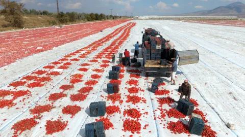 Yurt dışına kasa kasa gönderiliyor: Türkiye'de üretiliyor ama sofrayı yabancılar kuruyor