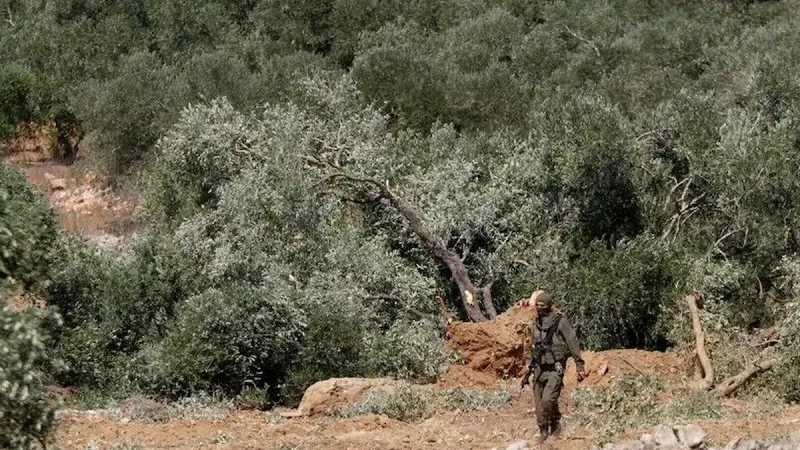 Zeytin hasadı başlayınca orduyla birlikte tarlalara çöktüler