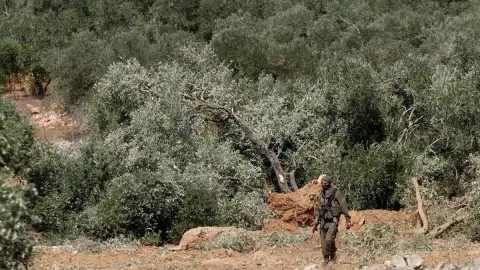 Zeytin hasadı başlayınca orduyla birlikte tarlalara çöktüler