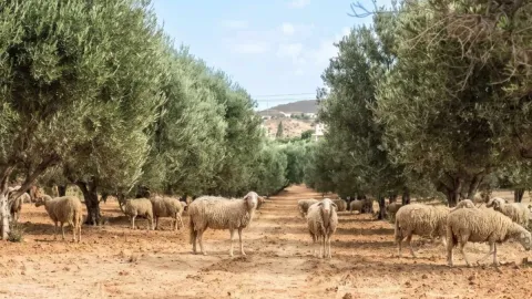Zeytin tarlasına bırakılan 13 koyun 15 yıl sonra imkansızı başardı