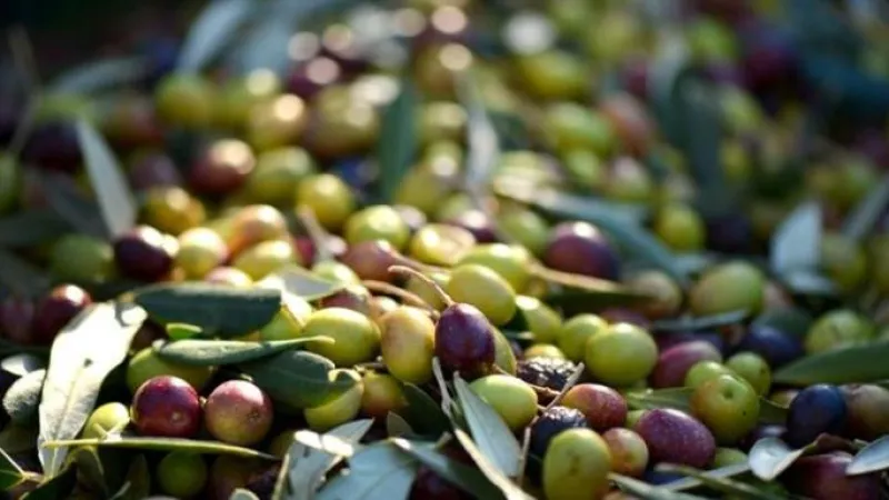 ZEYTİN’DE YANLIŞ BUDAMA VERİMLİLİĞİ DÜŞÜRÜR