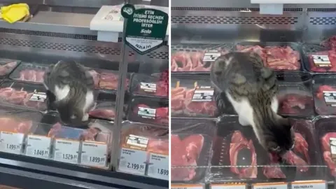 Zincir markette mide bulandıran görüntüler: Kasap reyonuna giren kedi tezgahtaki etleri yedi