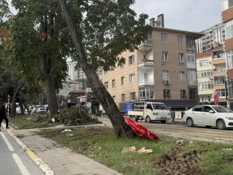 Eyüpsultan'da İBB'ye ağaç tepkisi - fotoğraf 1