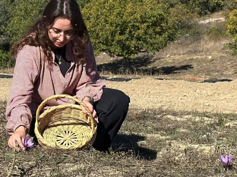 Kilosu 800 bin liradan satılıyor: 40 günlük hasat başladı - fotoğraf 1