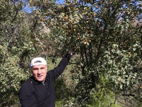 Doğada kendiliğinden yetişen kalp dostu meyve. Toplamak için dağların yolunu tuttular - fotoğraf 1