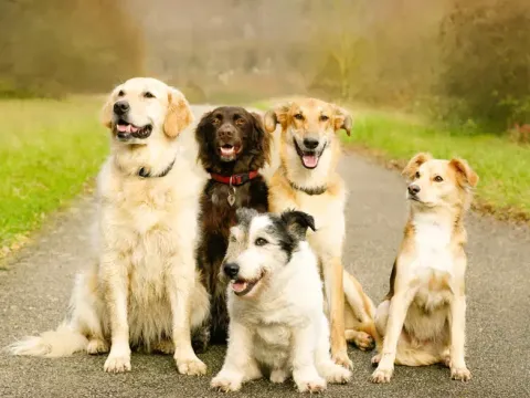 Almanya'da belediyeler köpek vergisinde 430 milyon euro kazandı - fotoğraf 1